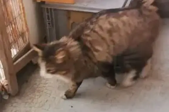 Animaux trouvés Gilly-sur-Isère, photo: Chat trouvé, besoin d'aide à Gilly-sur-Isère
