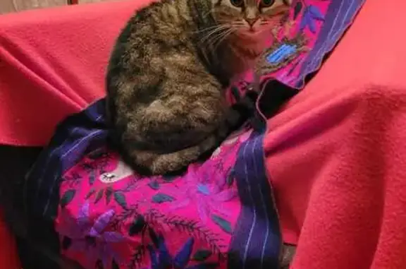 Animaux perdus Saint-Junien, photo: Chat perdu à Saint-Junien : Maya, 11 ans