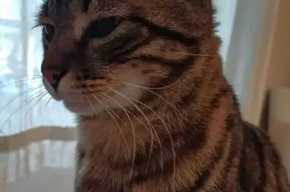 Animaux perdus Cagnes-sur-Mer, photo: Biscotte, chat écailles perdu à Cagnes-sur-Mer