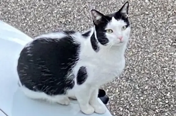 Chatte européenne blanche/noire disparue - photo