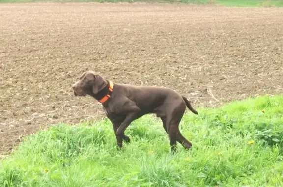 Chien perdu , photo : Milord, braque allemand marron perdu