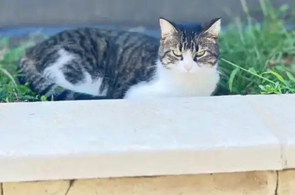 Animaux perdus Rillieux-la-Pape, photo: Chatte tigrée-blanche disparue à Rillieux