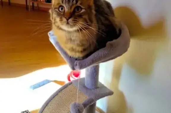 Chat perdu, Sélestat, photo: Jeune chat mâle perdu Sélestat nord