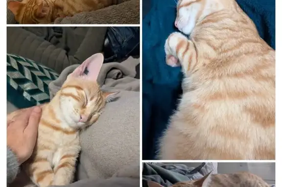 Animaux perdus Talence, photo: Chatte tigrée Nala perdue à Talence