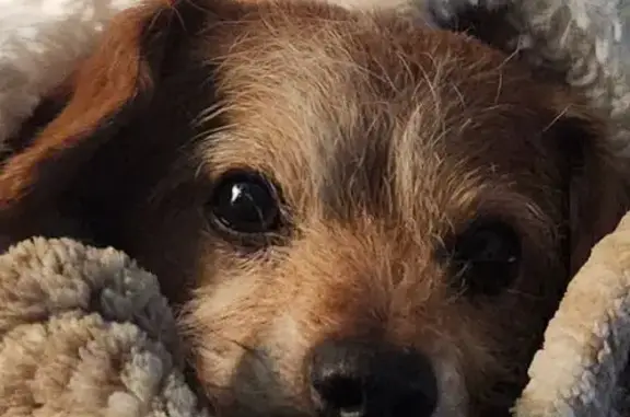 Lost: Ruger, Shy Brown Senior Dog