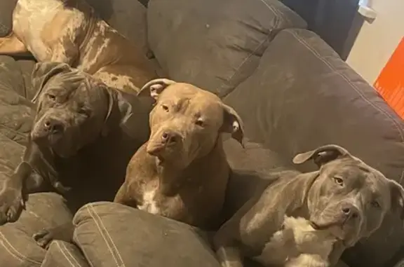 Lost Dogs: 2 Males & 2 Females, New Albany