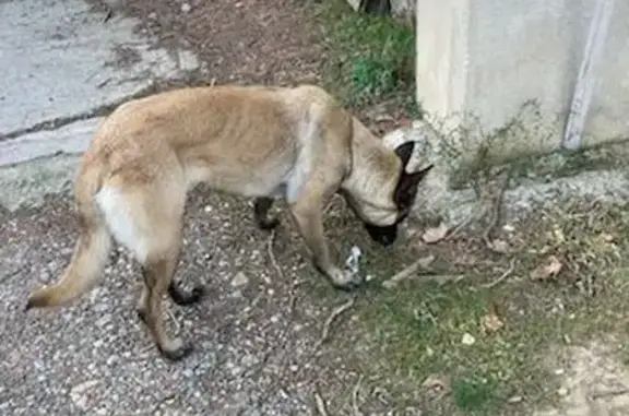 Chiens trouvés à Floure, rue du Château - photo