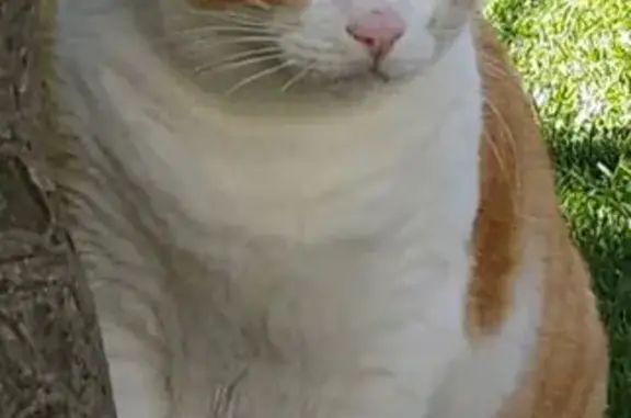 Baltazar, chat câlin disparu à Marseille - photo
