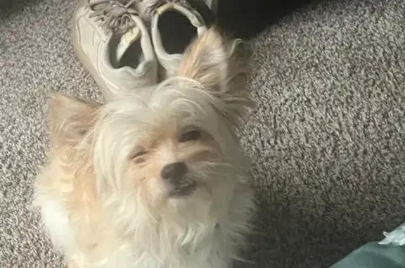 Lost Dog: Gucci, White & Tan Shih Tzu Mix