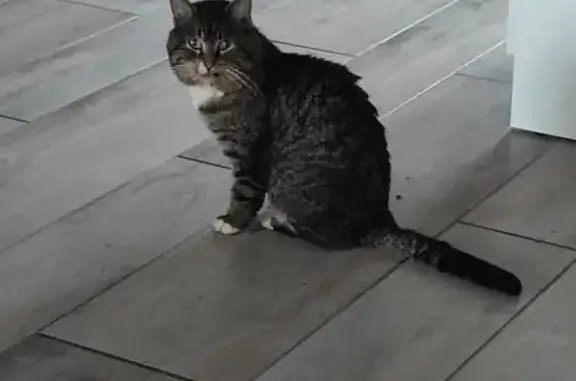 Chat gris maigre trouvé à Saint-Germain - photo