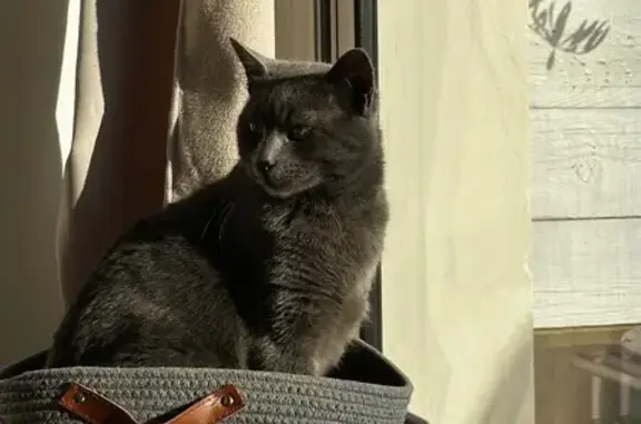 Chat perdu, Lapugnoy, photo: Chat gris type chartreux perdu à Lapugnoy