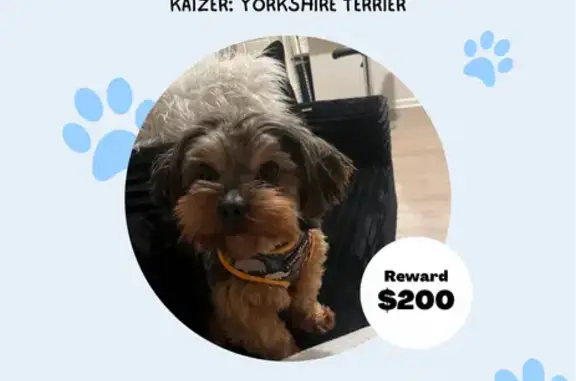 Missing Yorkie Puppy: Kaizer in Huntsville