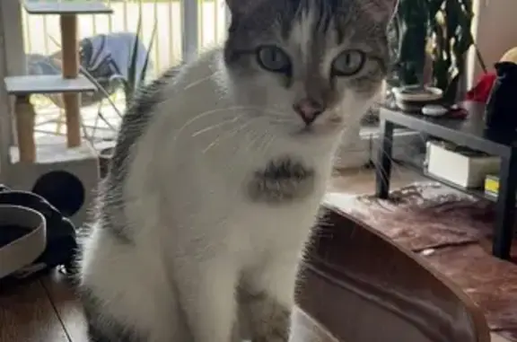 Chat perdu, Romainville, photo: Papillon, chat européen disparu à Romainville