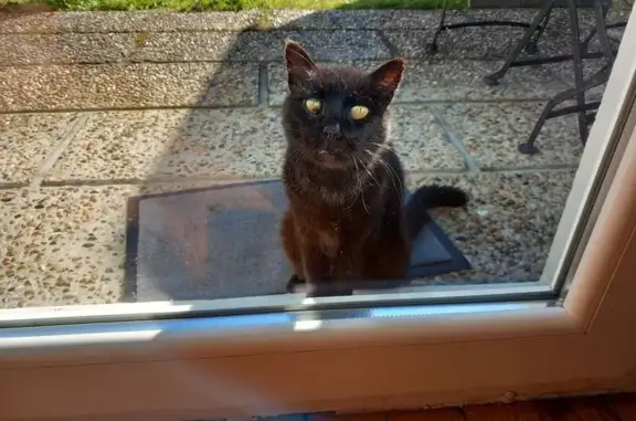 Animaux trouvés Parentis-en-Born, photo: Chatte noire sociable trouvée à Parentis