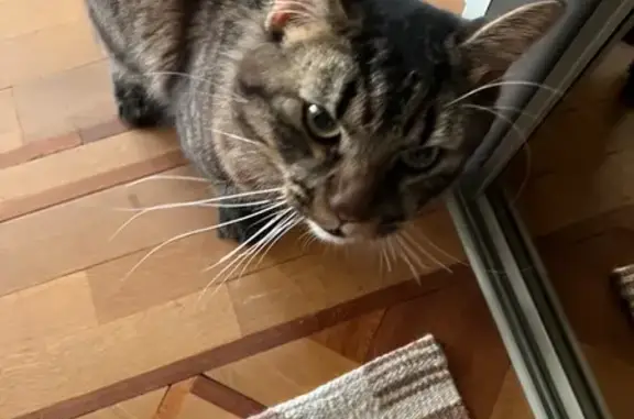 Chat tombé du toit sur mon balcon à Nice - photo
