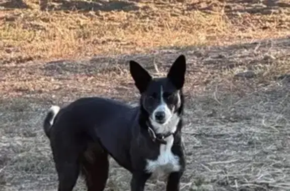 Lost Border Collie: Stony Creek, Orland