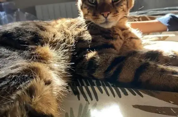 Animaux perdus , photo: Chat tigré marron disparu à Bradiancourt