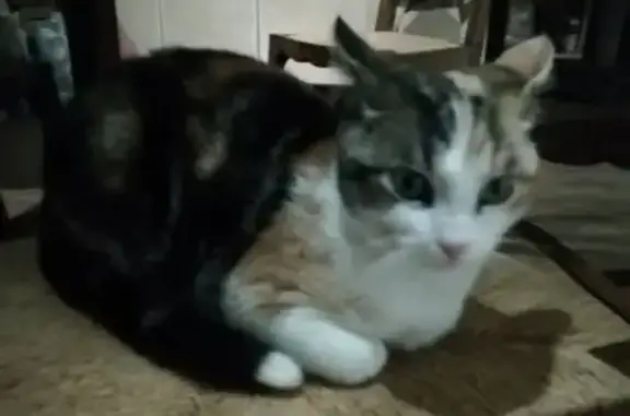 Jeune chatte tricolore trouvée à Mézériat - photo