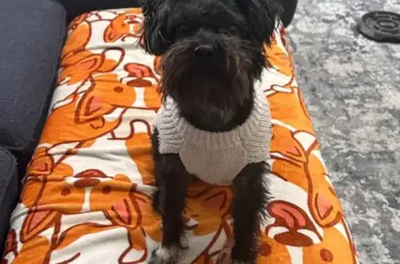 Lost Maltese Schnauzer: Des Plaines Area