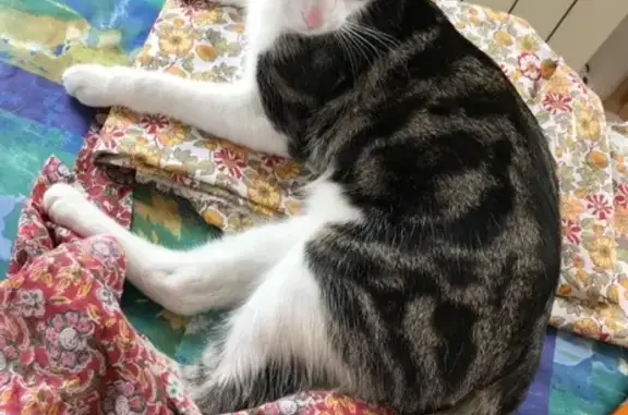 Chat perdu, Vichy, photo: Chatte tricolore disparue à Vichy