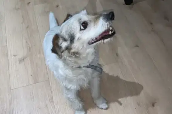 Chien blanc type Fox trouvé à Jussac - photo