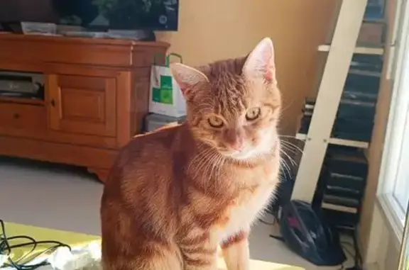 Animaux perdus Gacé, photo: Chat mâle 10 mois perdu à Gacé