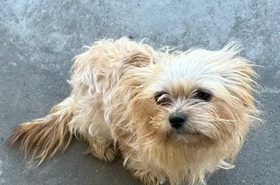 Lost Tan Maltese, Female - Algiers