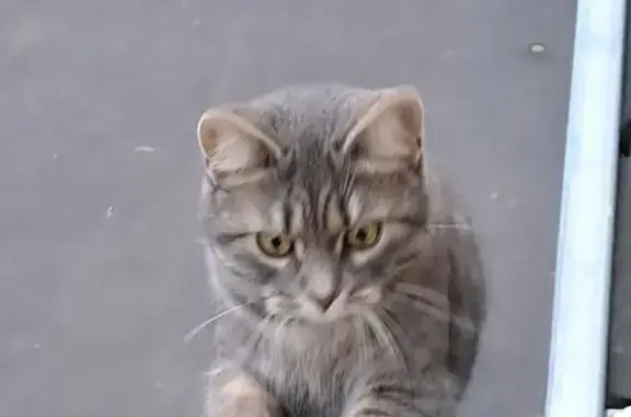 Chat tigré gris perdu à Pouilley-les-Vignes - photo