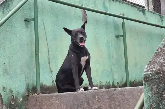 Cachorro Preto Encontrado em M...