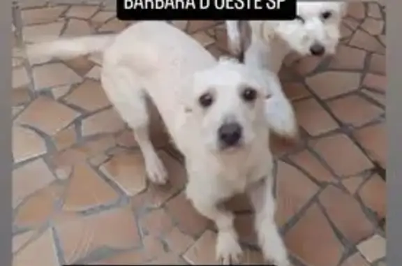 Cachorra Duda Perdida em Santa Bárbara d'Oeste