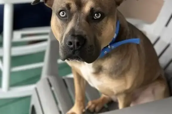 Lost: Brown Pitbull Mix on Pine Forest Dr