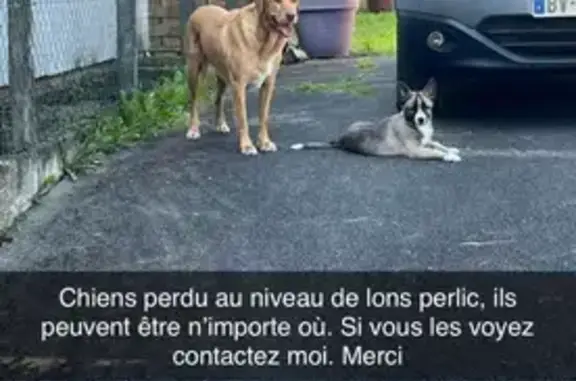 Chiens Owen et Tayko perdus à Lons - photo