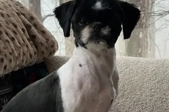 Lost Shih Tzu on Clinch Ave - Help Find!