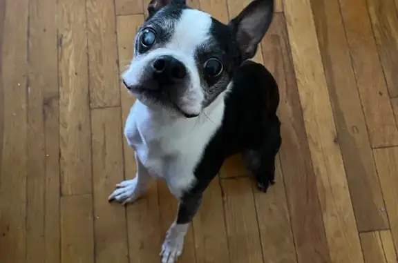 Missing dog , photo: Lost Senior Boston Terrier in Brooklyn