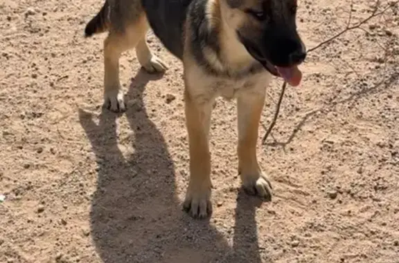 Lost German Shepherd Puppy in Tucson