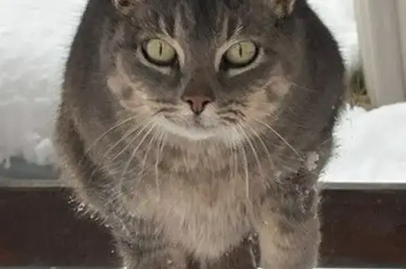 Lost: Fluffy Gray Tabby, Green Eyes