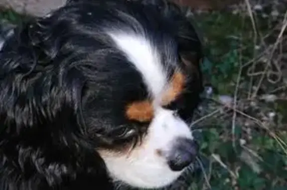 Chien Cavalier King Charles trouvé à Grigny - photo