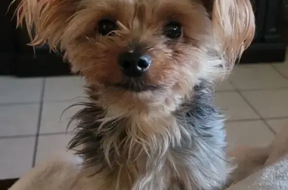 Lost Mini Yorkie in Meadowbrook Area