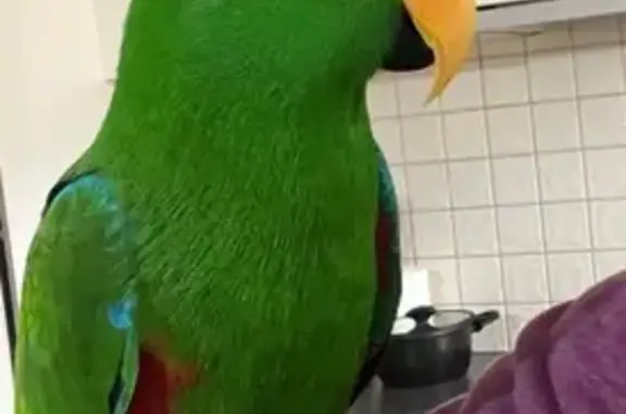 Help Find Our Beloved Eclectus...