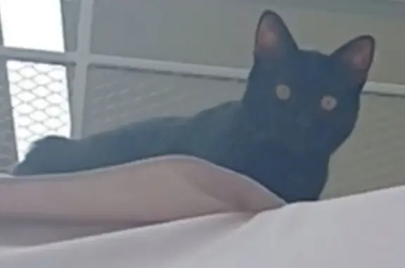 Animaux perdus Nanterre, photo: Chat noir mâle perdu à Nanterre