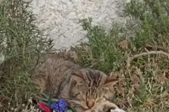 Chat âgé trouvé à Montbeton - photo
