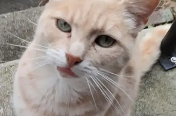 Chat mâle roux trouvé, calme et sans foyer - photo