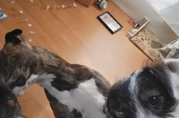 Chienne croisée teckel perdue à Sandillon - photo