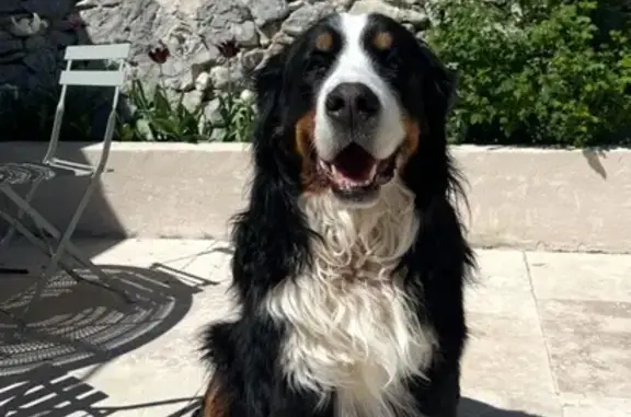 Chien perdu , photo : Balou, Bouvier Bernois perdu à Simiane