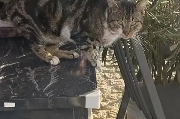 Chat trouvé Ussel, photo: Chat mâle blessé trouvé à Ussel