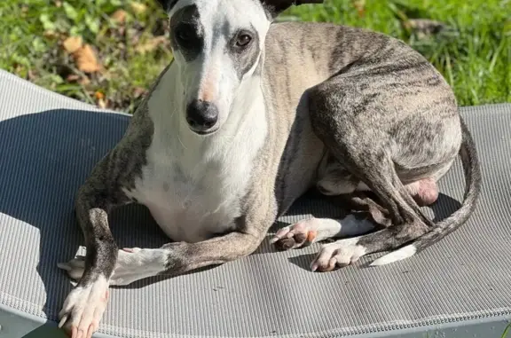 Chien perdu près des conteneurs à verre - photo