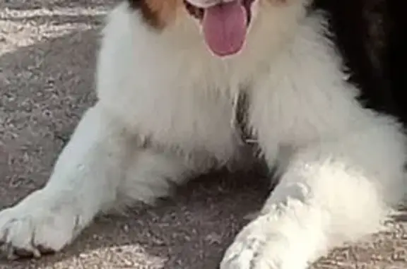 Perro Perdido: Australian Shepherd en Brunete