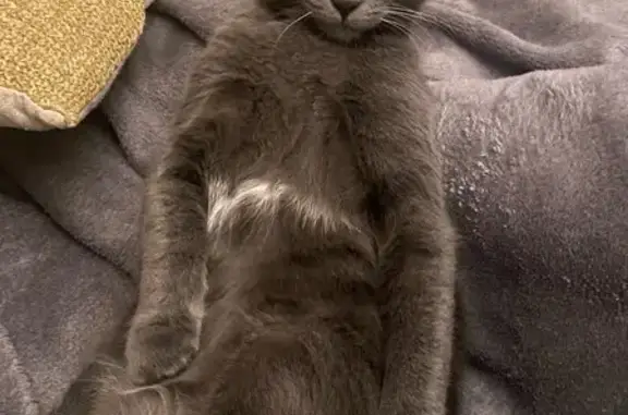 Animaux perdus , photo: Chat perdu, 7 mois, collier rouge, Capens