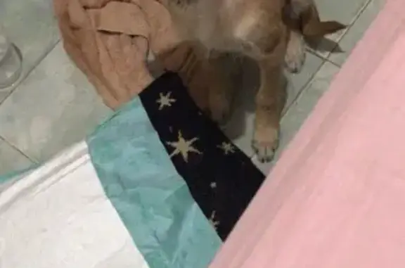 Cachorro Perdido Encontrado na Cidade de Deus