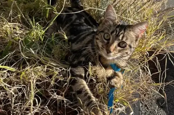 Animaux perdus , photo: Willow, chat tigré 8 mois perdu à Varennes